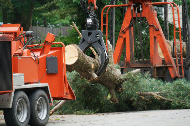 Best Tree Stump Removal  in Mountlake Terrace, WA